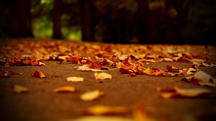 Autumn Wallpapers