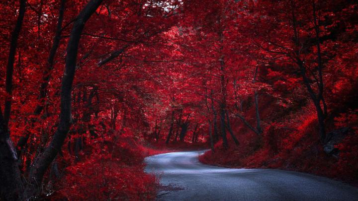 Red Fall Forest Wallpapers