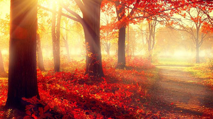 Wallpaper park, 5k, 4k wallpaper, autumn, beautiful, leaves, trees 