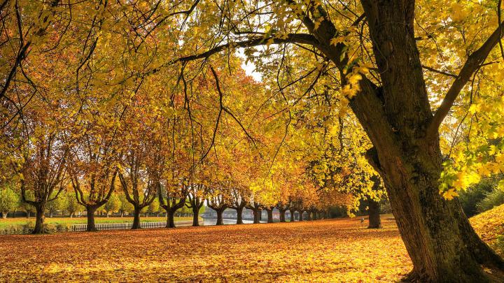 23+ Autumn Wallpaper Hd 1920x1080 Download - Venera Wallpaper