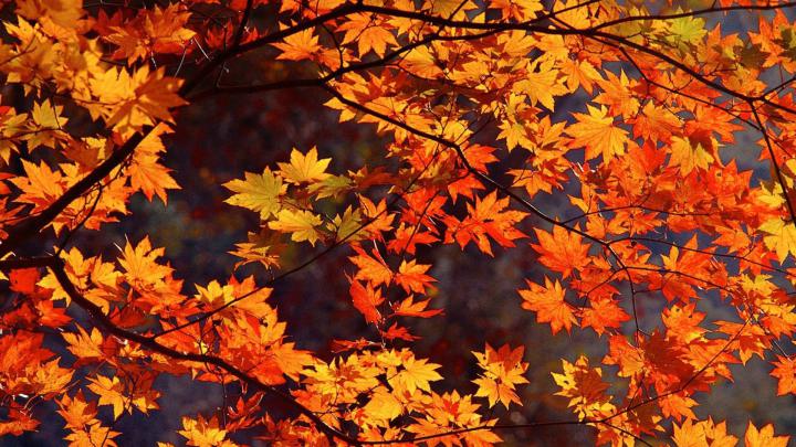 [37+] Fall Wallpaper for Desktop 1920x1080 