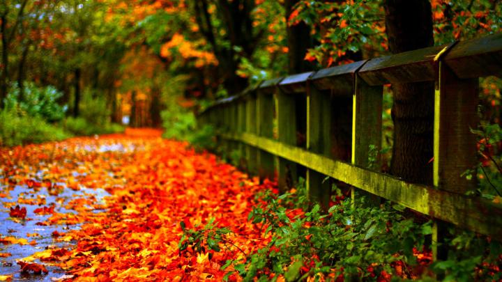 Autumn Leaves Red Desktop Wallpaper Hd 1920x1200
