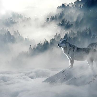 Wolf Wallpaper Engine - \u84b8\u6c7d\u5e73\u53f0\uff08Steam\uff09\u58c1\u7eb8\u5f15\u64ce\uff08Wallpaper Engine 