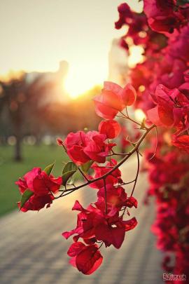 Mobile Wallpapers HD #wallpaper | Wallpaper nature flowers, Flowers 