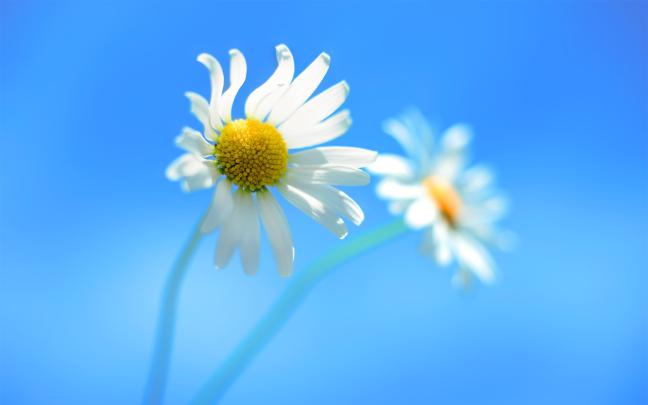 [27+] Flower Wallpapers for Windows 10 