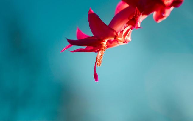 [27+] Flower Wallpapers for Windows 10 