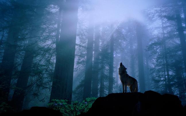 [39+] Wolf Desktop Wallpaper Free 1920x1080 