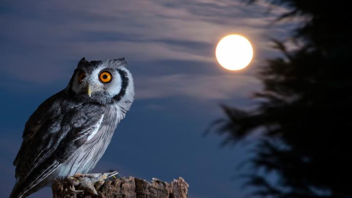 Owl Desktop Wallpaper (78+ pictures)
