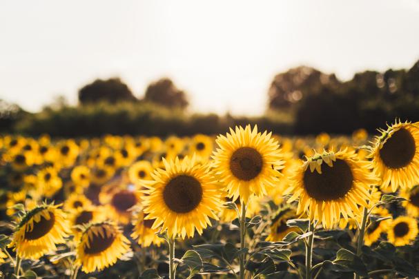 1920x1080 Sunflowers Laptop Full HD 1080P HD 4k Wallpapers, Images 