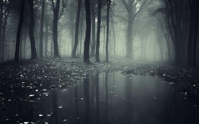 Dark Forest HD Wallpaper (61+ images)