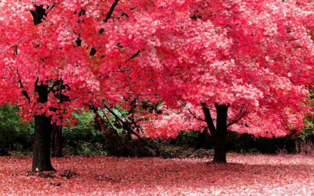 Free download Hd 3d wallpapers for pc full screen HD Beautiful Desktop 