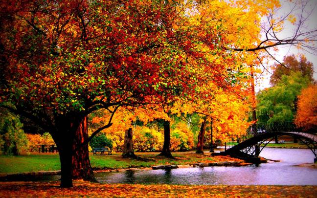 Free download Autumn Wallpaper Hd Autumn HD Wallpapers for PC HVGA 32 