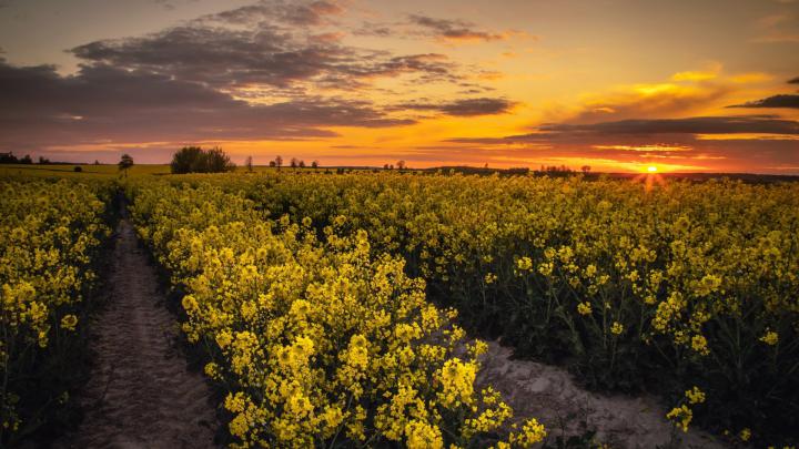 Rapeseed 4k Ultra HD Wallpaper | Background Image | 3840x2160 | 