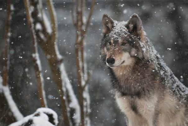HD Wolf Wallpapers 1080p (71+ images)