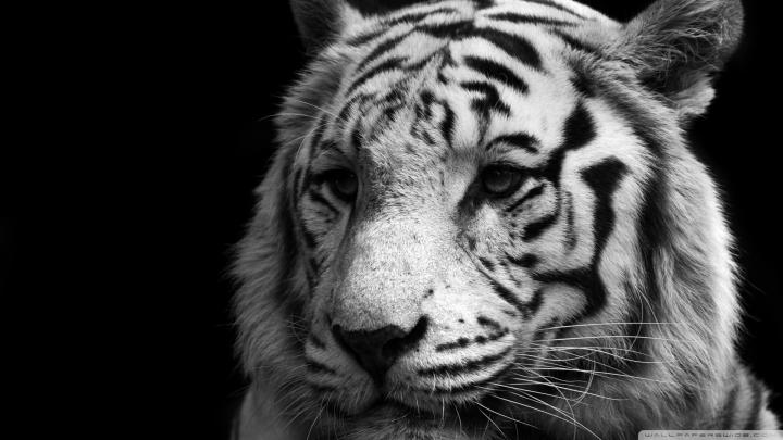 1920x1080 Tiger Wallpaper Full HD (65+ images)