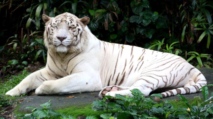 1920x1080 Tiger Wallpaper Full HD (65+ images)