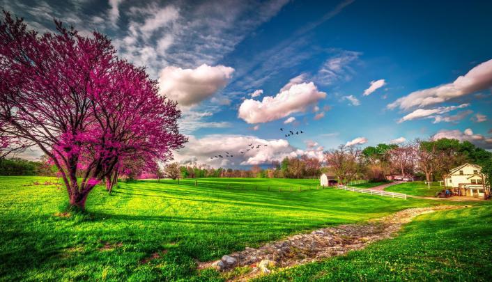 Spring Bird Desktop Wallpaper (81+ images)