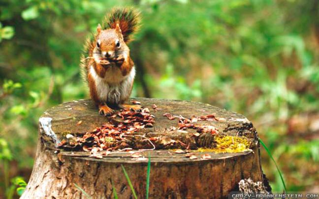 Spring Animals Desktop Wallpaper (51+ images)