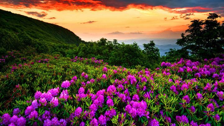 Spring Wallpaper and Screensavers (52+ images)
