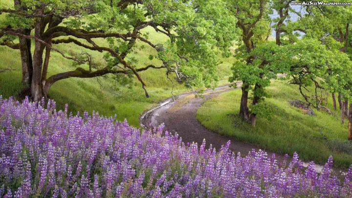 Spring Nature Wallpapers