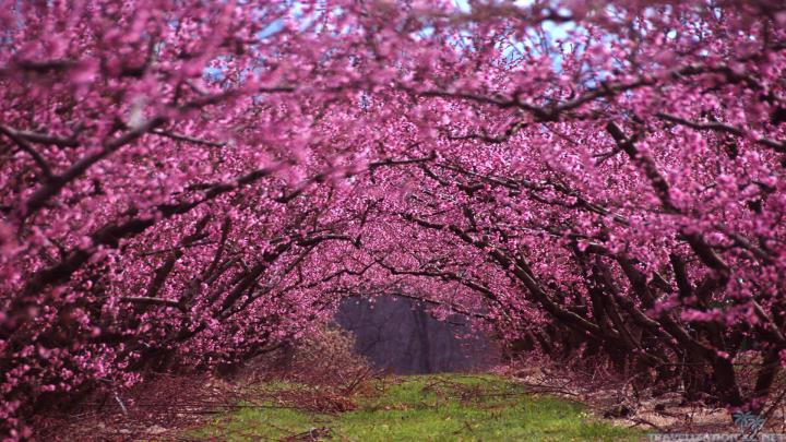 Die 67+ Besten Spring Wallpapers