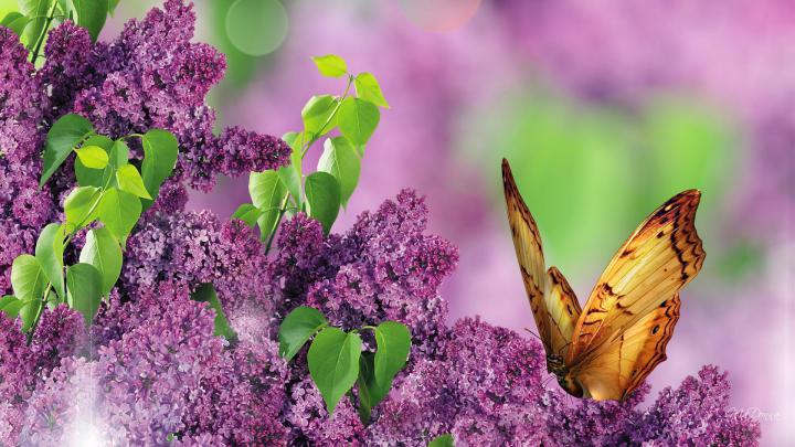 Spring Garden Wallpapers