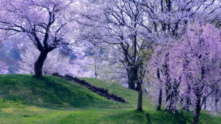 Blossoming Spring Trees HD Wallpaper | Background Image | 1920x1080 