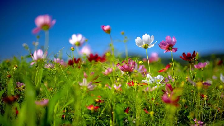 [59+] Spring Desktop Wallpapers Free 