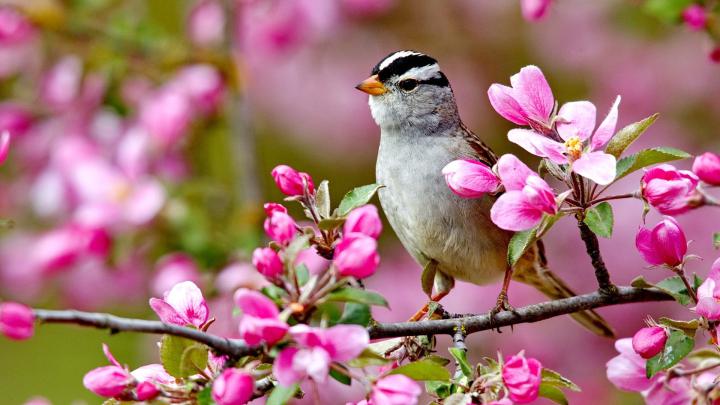 SprinGTIme Wallpapers for Desktop (75+ images)