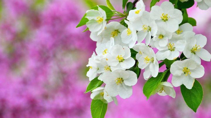 Spring Wallpapers 1920x1080