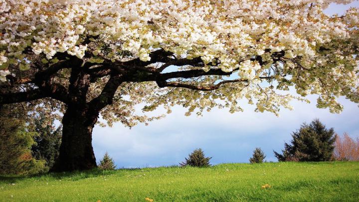 1920 X 1080 Spring Wallpapers - Top Free 1920 X 1080 Spring Backgrounds 
