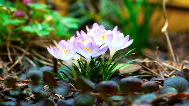 Spring Wallpaper 1920 X 1080 (83+ images)