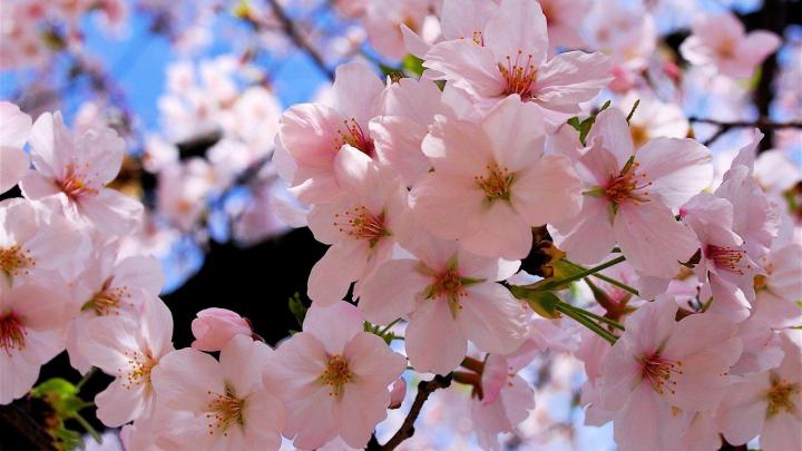 Spring Wallpapers 1920x1080