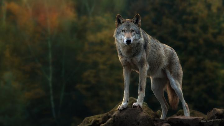 Lone Wolf Wallpaper (57+ images)