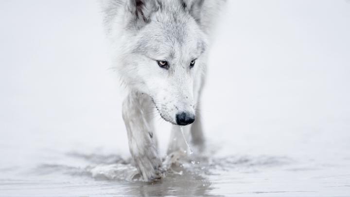 Wolf HD Wallpaper | Background Image | 1920x1080