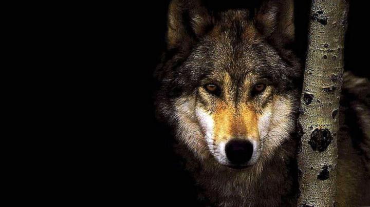 1920x1080 Wallpapers HD Wolf - Wolf-Wallpapers.Pro (With images) | Wolf 