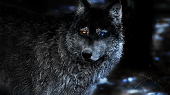 Wolf Wallpaper Laptop[1920x1080] : Redditlist