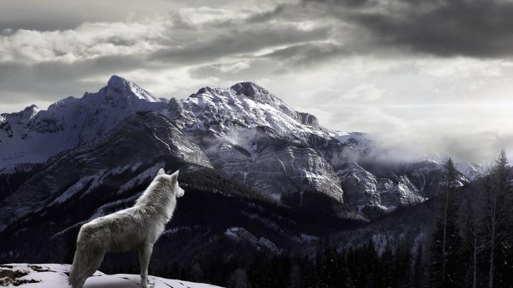 Dark Wolf Wallpaper (63+ images)