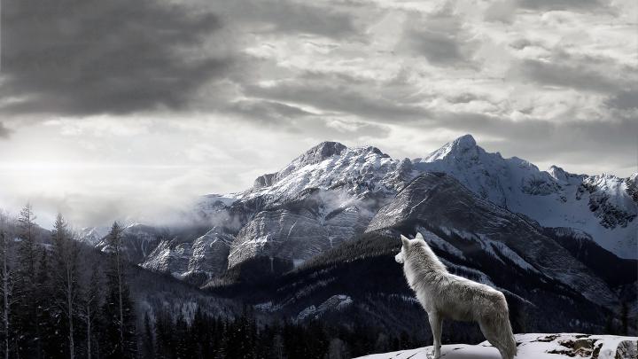 Wolf HD Wallpaper | Background Image | 1920x1080