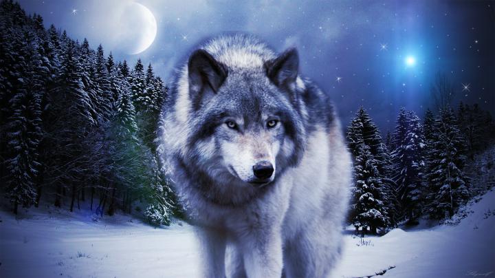 Timber Wolf Wallpaper \u00b7\u2460 