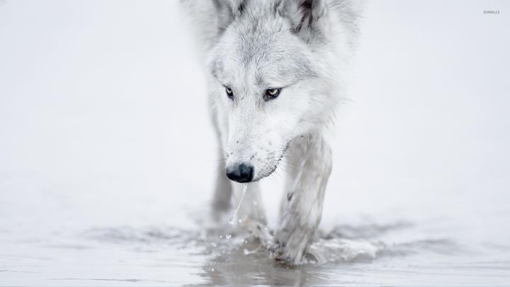 White wolf [2] wallpaper - Animal wallpapers - #29012