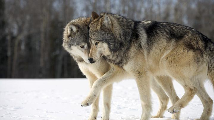 [39+] Wolf Desktop Wallpaper Free 1920x1080 