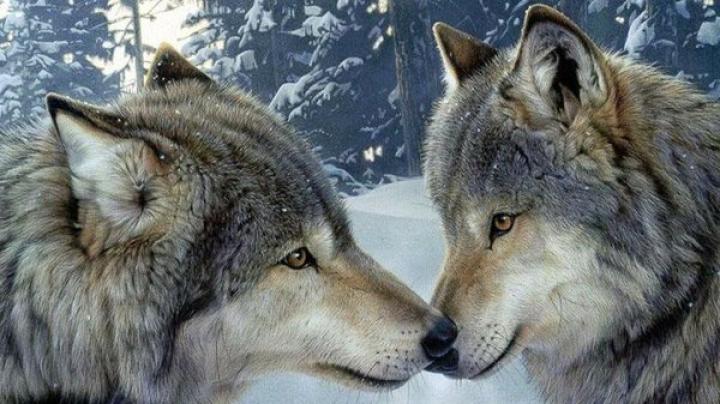 Wolf Desktop Wallpaper Free 1920x1080 -
