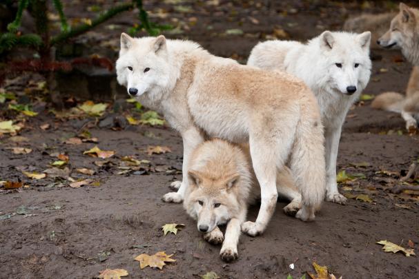 Free Wolf Screensavers and Wallpaper -