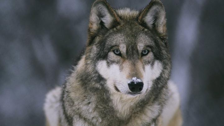 1920 x 1080 Werewolf Wallpapers -