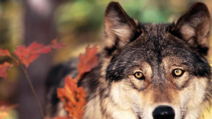 1920 x 1080 Werewolf Wallpapers -