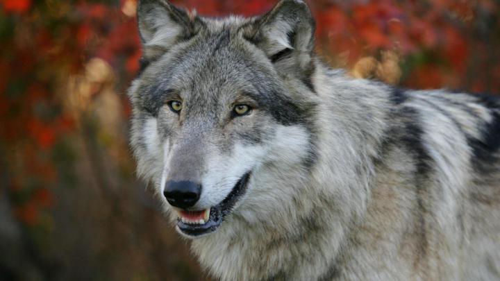 Wolf HD Wallpaper | Background Image | 1920x1080 | 369765 