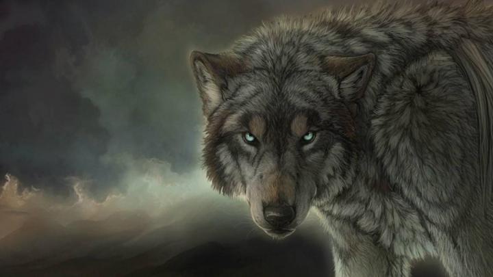 Wolf Wallpapers 1920x1080