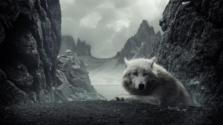 Wolf Wallpapers 1920x1080