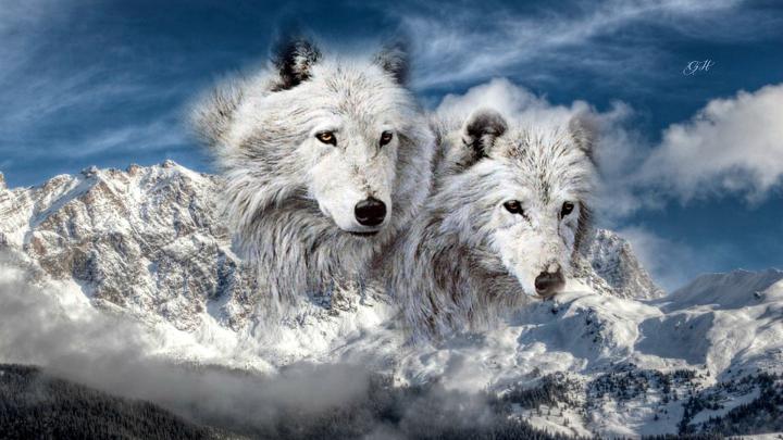 Wolf HD Wallpaper | Background Image | 1920x1080 | 597368 